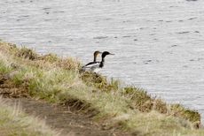 Mittelsäger (3 von 6).jpg